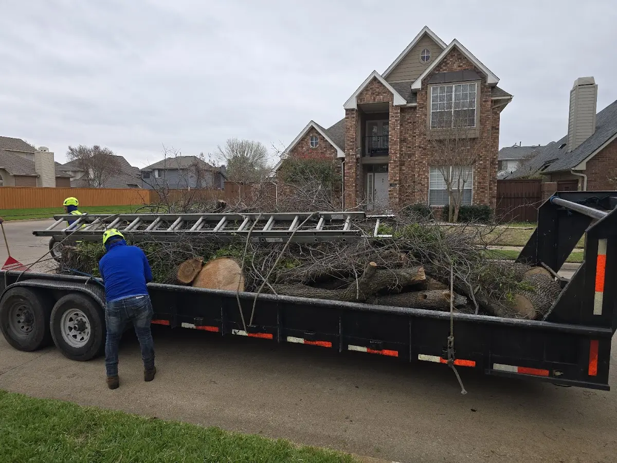 Expert Tree Removal with proper safety equipment in Hobson